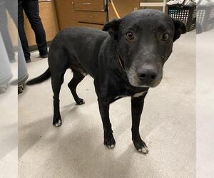 German Shepherd Dog-Unknown Mix Dogs for adoption in Modesto, CA, USA