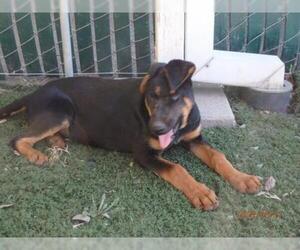 Doberman Pinscher-German Shepherd Dog Mix Dogs for adoption in Oroville, CA, USA