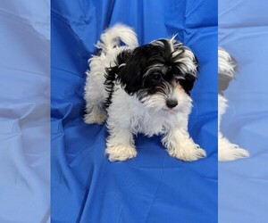 Mal-Shi Dogs for adoption in Cumming, GA, USA