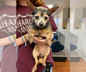 Chihuahua Dogs for adoption in Temple, GA, USA