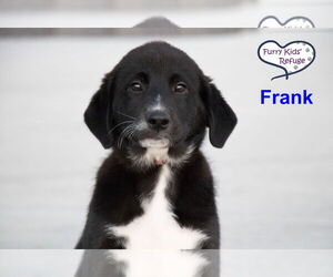 Labrenees Dogs for adoption in Lee's Summit, MO, USA