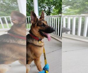 German Shepherd Dog Dogs for adoption in Morrisville, NC, USA