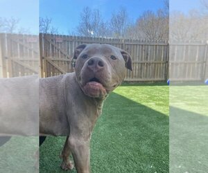 Bullypit Dogs for adoption in Columbus, IN, USA