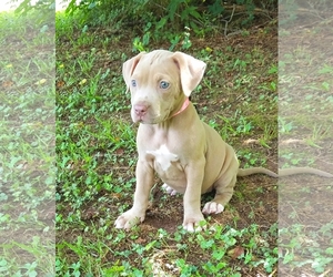 Medium Photo #1 American Pit Bull Terrier-Unknown Mix Puppy For Sale in Social Circle, GA, USA