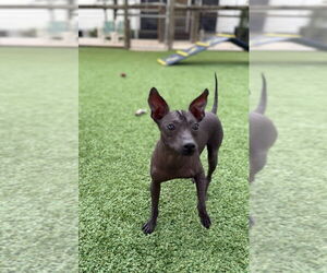 Mutt Dogs for adoption in oakland, FL, USA