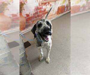 Poodle (Standard) Dogs for adoption in San Bernardino, CA, USA