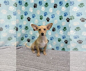 Chiweenie Dogs for adoption in Chico, CA, USA