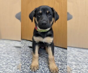 German Shepherd Dog-Unknown Mix Dogs for adoption in Bemidji, MN, USA