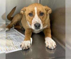 Australian Cattle Dog-Unknown Mix Dogs for adoption in Visalia, CA, USA
