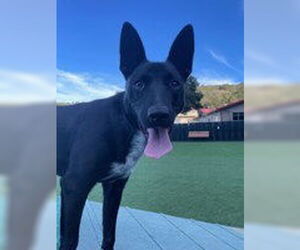 Border Collie Dogs for adoption in Salinas, CA, USA