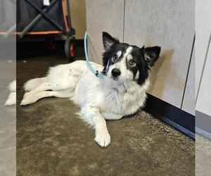 Border Collie-Unknown Mix Dogs for adoption in Rockwall, TX, USA