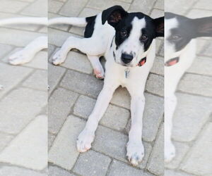 Collie-Unknown Mix Dogs for adoption in Princeton, MN, USA