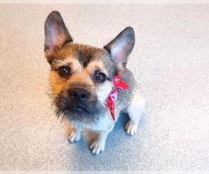 Border Terrier-Unknown Mix Dogs for adoption in Orange, CA, USA