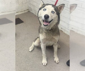 Siberian Husky Dogs for adoption in San Bernardino, CA, USA