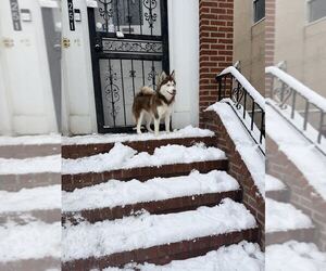 Pomsky Dogs for adoption in Tenafly, NJ, USA