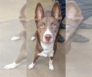 Border Collie-Siberian Husky Mix Dogs for adoption in Sacramento, CA, USA
