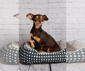 Miniature Pinscher-Unknown Mix Dogs for adoption in McKinney, TX, USA