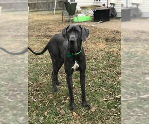 Great Dane Dogs for adoption in Nashville, TN, USA