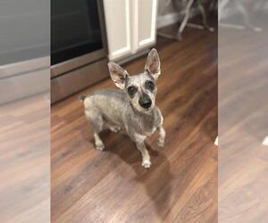 - Mix Dogs for adoption in San Antonio, TX, USA
