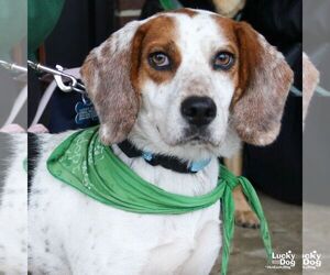 Medium Photo #1 Beagle-Unknown Mix Puppy For Sale in Washington, DC, USA