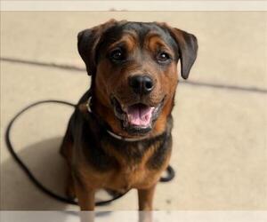 Rottweiler-Unknown Mix Dogs for adoption in Martinez, CA, USA