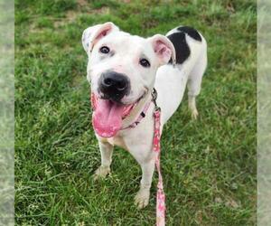 Mutt Dogs for adoption in Minneapolis, MN, USA