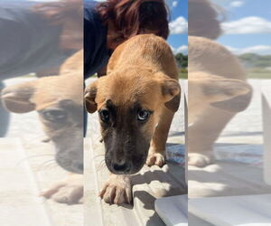 Catahoula Leopard Dog-Unknown Mix Dogs for adoption in Bolivar, MO, USA