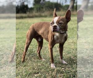 Boston Terrier Dogs for adoption in PIPE CREEK, TX, USA