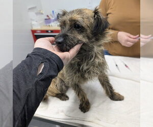 Border Terrier-Dachshund Mix Dogs for adoption in Chico, CA, USA