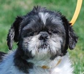Shih Tzu Dogs for adoption in Chesapeake City, MD, USA