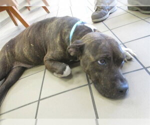 American Pit Bull Terrier Dogs for adoption in Ocala, FL, USA