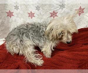 Mutt Dogs for adoption in Modesto, CA, USA