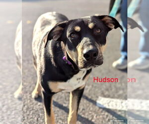Mutt Dogs for adoption in White Bluff, TN, USA