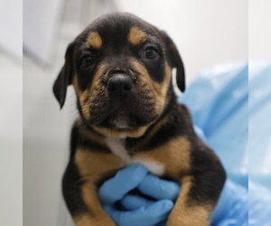 American Staffordshire Terrier Dogs for adoption in San Antonio, TX, USA