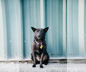 Schipperke Dogs for adoption in Sandy, UT, USA