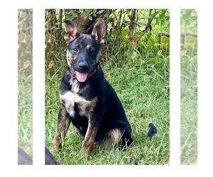 Medium Photo #2 German Shepherd Dog-Unknown Mix Puppy For Sale in Mooresville, NC, USA