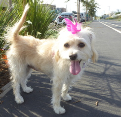 Poodle (Miniature)-Unknown Mix Dogs for adoption in Los Angeles, CA, USA