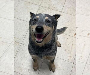 Mutt Dogs for adoption in Garden City, NY, USA