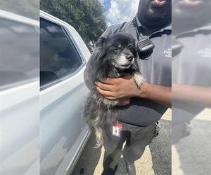 Pomeranian Dogs for adoption in Houston, TX, USA