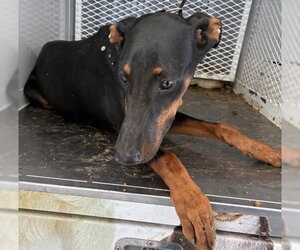 Doberman Pinscher Dogs for adoption in Bakersfield, CA, USA