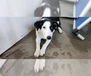 Border Collie-Unknown Mix Dogs for adoption in Santa Maria, CA, USA