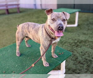 American Pit Bull Terrier Dogs for adoption in Pasadena, CA, USA