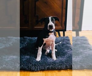 Mutt Dogs for adoption in Mobile, AL, USA