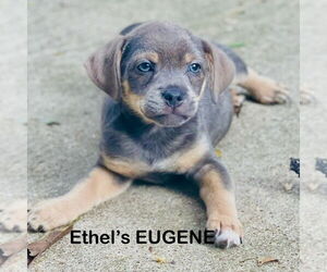 Pug-Unknown Mix Dogs for adoption in Rockaway, NJ, USA