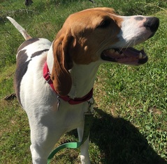 Treeing Walker Coonhound Dogs for adoption in Orleans, VT, USA