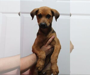 Labrador Retriever-Unknown Mix Dogs for adoption in El Centro, CA, USA