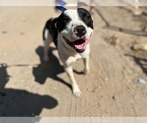 American Pit Bull Terrier-Unknown Mix Dogs for adoption in HESPERIA, CA, USA
