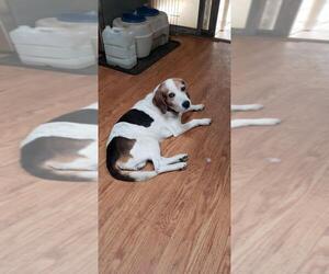 Beagle Dogs for adoption in Saugatuck, MI, USA
