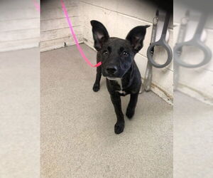German Shepherd Dog-Unknown Mix Dogs for adoption in San Bernardino, CA, USA