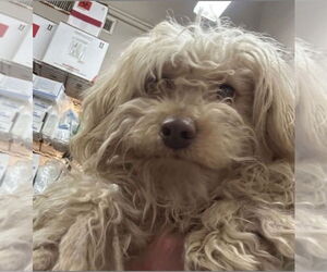 Maltese-Unknown Mix Dogs for adoption in Plymouth, MN, USA